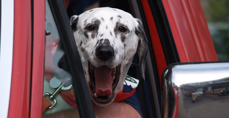 dalmatian fire dog statue